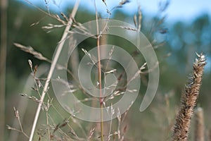 Spikelets of grass on a delicate blue-green background.