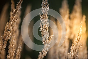 Spikelets, grass, sunny day, autumn