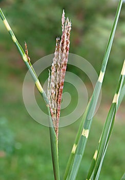 Spikelets of Grass Zebrinus