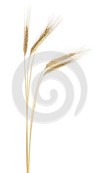 Spikelets of ripe rye isolated on white background. Rye ears