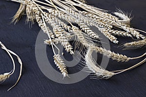 Spikelets of ripe wheat on a black background