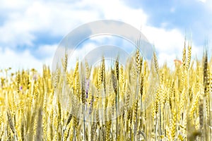 Spikelets of ripe wheat. Spikelets on a wheat field against a blue sky