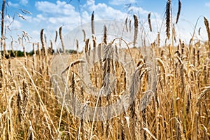 Spikelets of rye on the field