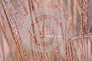 Spikelets or some cereals in the wind