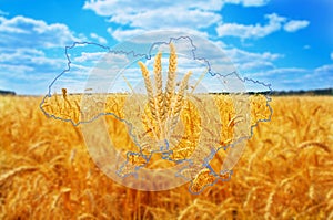 Spikelets of wheat against the background of the map of Ukraine