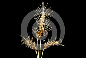 Spikelets of wheat on black background