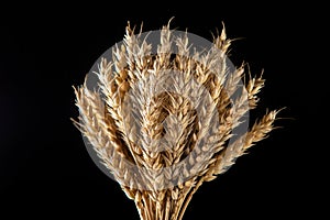 Spikelets of wheat on a black background