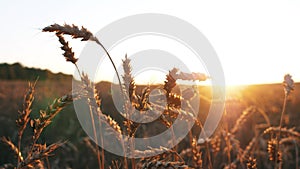 spikelets of wheat close up, wheat field, agricultural business concept