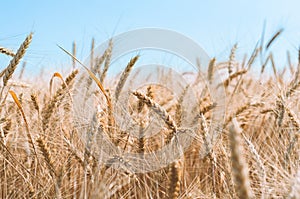 Spikelets of wheat on a field on a farm against the backdrop of a clear blue sky