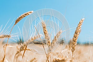 Spikelets of wheat on a field on a farm against the backdrop of a clear blue sky