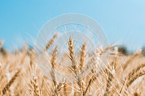 Spikelets of wheat on a field on a farm against the backdrop of a clear blue sky