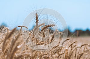 Spikelets of wheat on a field on a farm against the backdrop of a clear blue sky