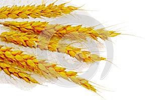 Spikelets of wheat on flour spillage.Isolated.