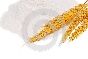 Spikelets of wheat on flour spillage.Isolated.
