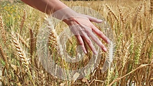 Spikelets of wheat on golden field during summer day. Spike of rye swaying in wind in slow motion