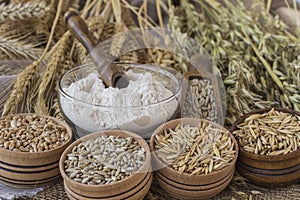 Spikelets of wheat, grains of wheat and oats in boxes, flour in