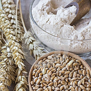 Spikelets of wheat, grains of wheat and oats in boxes, flour in boxing close-up