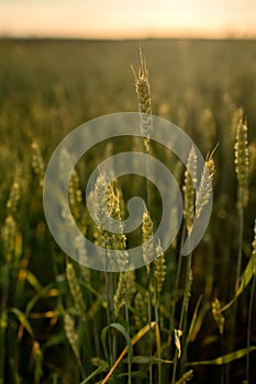 Spikelets of wheat growing on field at sunset. Young spikelets with green leaves ripening farmland summer evening. Soft