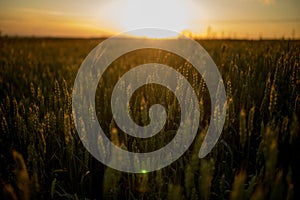 Spikelets of wheat growing on field at sunset. Young spikelets with green leaves ripening farmland summer evening. Soft