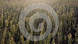 Spikelets of wheat growing on field at sunset. Young spikelets with green leaves ripening farmland summer evening. Soft