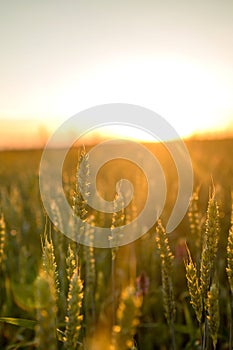 Spikelets of wheat growing on field at sunset. Young spikelets with green leaves ripening farmland summer evening. Soft