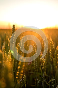 Spikelets of wheat growing on field at sunset. Young spikelets with green leaves ripening farmland summer evening. Soft