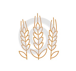 Spikelets of wheat icon. Ears of rye. Vector line. Editable outline stroke.