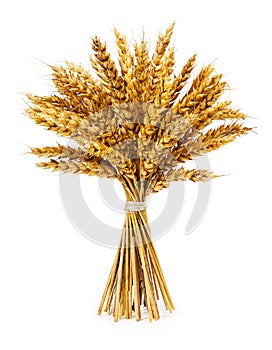 Spikelets of wheat on isolated on white