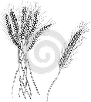 Spikelets of wheat isolated on white background.