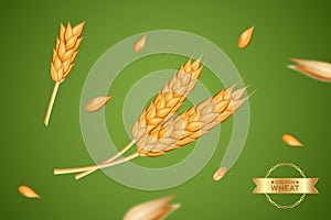 Spikelets of wheat. Oat grain for barley bread. Spike seeds, 3d cereal, agriculture fields, rye flour, gold farm