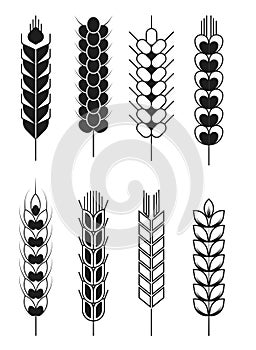 Spikelets wheat and rye barley and millet cereal isolated objects