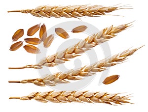 Spikelets and wheat seeds isolated on white