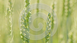 Spikelets of wheat sway in wind. Famine in world. Harvest and harvesting concept. Close up.