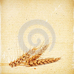 Spikelets of wheat on the vintage textured paper background