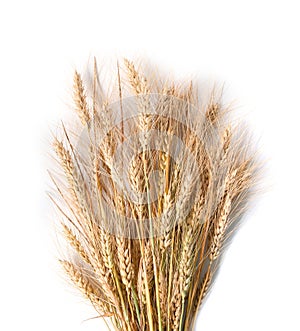 Spikelets of wheat on white background