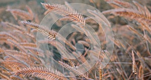 Spikelets of wild grass at sunset.