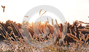 Spikelets of wild grass at sunset.