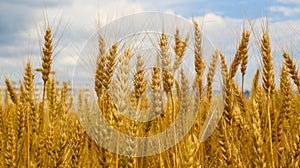 Spikelets of yellow and golden wheat on the field on a background of blue sky. Wheat ears. Wheat field in summer afternoon