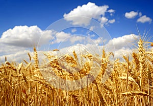 spikelets on a yellow wheat field