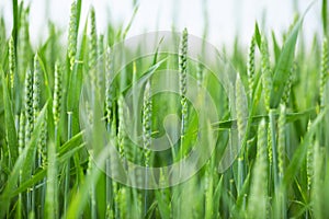 Spikelets of young green wheat. Harvest forecasting