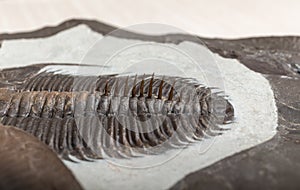 Spikes of an ancient trilobite