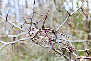 Spikes on bare twigs of acacia tree