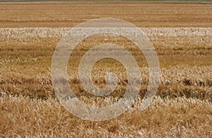 Spikes of the barley