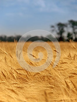 Spikes of barley against the sky