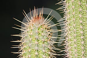 Spikes on Cactus
