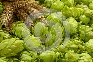 Spikes on fresh green hops, closeup view