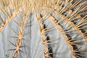 Spikes of a glaucous barrel cactus