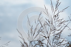 Spikes of grass on natural background