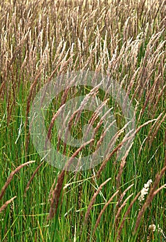 Spikes of grassy plant