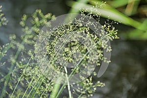 Spikes of green grass